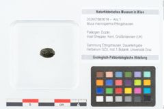 Foto (Objekt + Etikett) von Musa macrosperma Ettingshausen (NHMW-GEO-2024-0188-9014)
